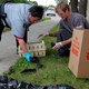Image for article titled Dozens of dead and disoriented birds ‘fall like rain’ over Winnipeg